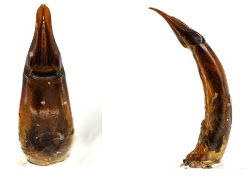 Gonocephalum rusticum